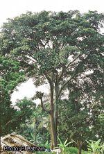 Milicia excelsa (Iroko)